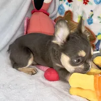 Belle, a female French Bulldog for sale in Fort Lauderdale, FL – Photo 9 of 10