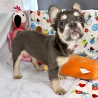 Belle, a female French Bulldog for sale in Fort Lauderdale, FL – Photo 7 of 10