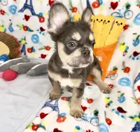 Belle, a female French Bulldog for sale in Fort Lauderdale, FL – Photo 4 of 10