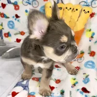 Belle, a female French Bulldog for sale in Fort Lauderdale, FL – Photo 2 of 10