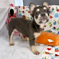 Belle, a female French Bulldog for sale in Fort Lauderdale, FL – Photo 6 of 10