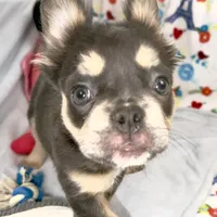 Belle, a female French Bulldog for sale in Fort Lauderdale, FL – Photo 1 of 10