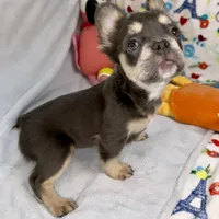 Belle, a female French Bulldog for sale in Fort Lauderdale, FL – Photo 8 of 10