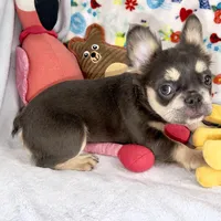 Belle, a female French Bulldog for sale in Fort Lauderdale, FL – Photo 10 of 10