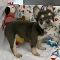 Belle, a female French Bulldog for sale in Fort Lauderdale, FL – Photo 5 of 10