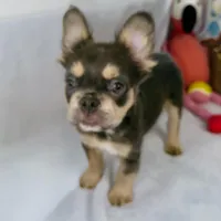 Belle, a female French Bulldog for sale in Fort Lauderdale, FL – Photo 3 of 10