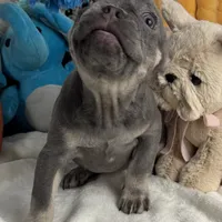 Sky, a female French Bulldog for sale in Fort Lauderdale, FL – Photo 5 of 10