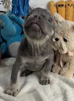 Sky, a female French Bulldog for sale in Fort Lauderdale, FL – Photo 5 of 10