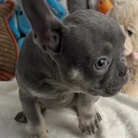 Sky, a female French Bulldog for sale in Fort Lauderdale, FL – Photo 4 of 10