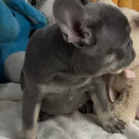 Sky, a female French Bulldog for sale in Fort Lauderdale, FL – Photo 3 of 10