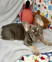 panda, a female French Bulldog for sale in Fort Lauderdale, FL – Photo 8 of 10