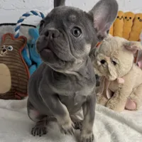 Sky, a female French Bulldog for sale in Fort Lauderdale, FL – Photo 6 of 10