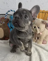 Sky, a female French Bulldog for sale in Fort Lauderdale, FL – Photo 6 of 10