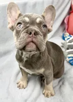 panda, a female French Bulldog for sale in Fort Lauderdale, FL – Photo 3 of 10