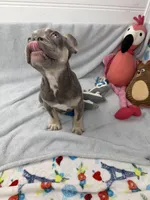 panda, a female French Bulldog for sale in Fort Lauderdale, FL – Photo 9 of 10