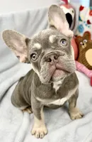 panda, a female French Bulldog for sale in Fort Lauderdale, FL – Photo 4 of 10