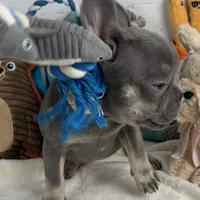 Sky, a female French Bulldog for sale in Fort Lauderdale, FL – Photo 1 of 10