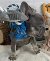 Sky, a female French Bulldog for sale in Fort Lauderdale, FL – Photo 1 of 10