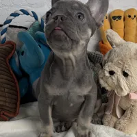 Sky, a female French Bulldog for sale in Fort Lauderdale, FL – Photo 8 of 10