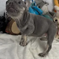 Sky, a female French Bulldog for sale in Fort Lauderdale, FL – Photo 9 of 10