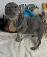 Sky, a female French Bulldog for sale in Fort Lauderdale, FL – Photo 9 of 10