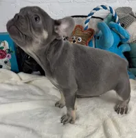 Sky, a female French Bulldog for sale in Fort Lauderdale, FL – Photo 10 of 10