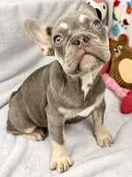 panda, a female French Bulldog for sale in Fort Lauderdale, FL – Photo 5 of 10