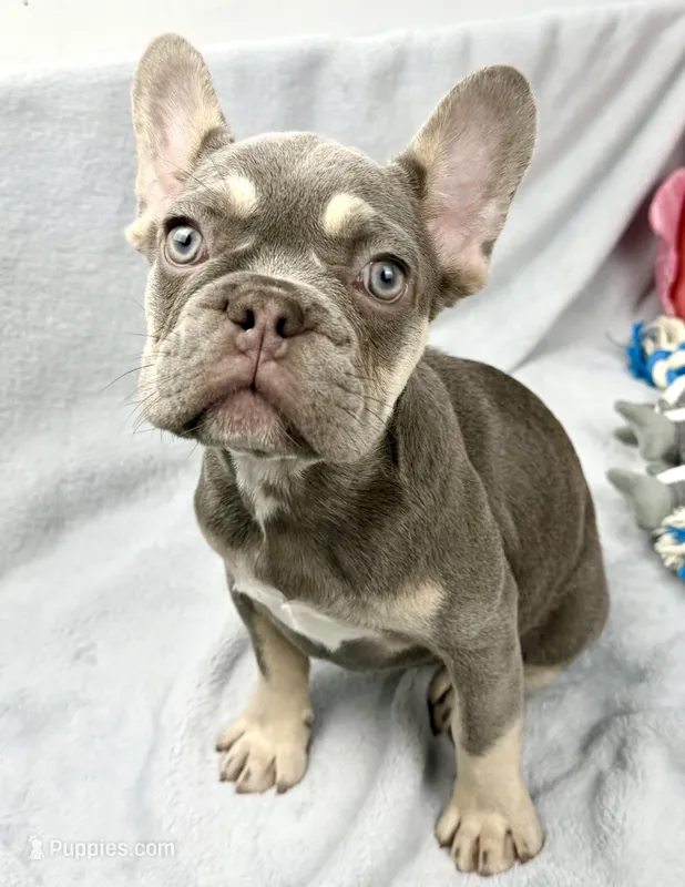 panda – French Bulldog puppy for sale in Fort Lauderdale, FL