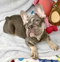 panda, a female French Bulldog for sale in Fort Lauderdale, FL – Photo 7 of 10