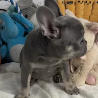 Sky, a female French Bulldog for sale in Fort Lauderdale, FL – Photo 7 of 10