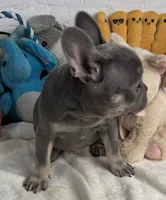 Sky, a female French Bulldog for sale in Fort Lauderdale, FL – Photo 7 of 10