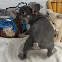 Sky, a female French Bulldog for sale in Fort Lauderdale, FL – Photo 2 of 10