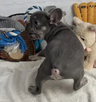 Sky, a female French Bulldog for sale in Fort Lauderdale, FL – Photo 2 of 10