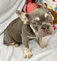 panda, a female French Bulldog for sale in Fort Lauderdale, FL – Photo 6 of 10