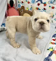 Buzz, a male French Bulldog for sale in Fort Lauderdale, FL – Photo 4 of 10