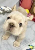 Buzz, a male French Bulldog for sale in Fort Lauderdale, FL – Photo 1 of 10