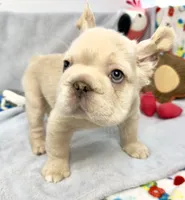 Buzz, a male French Bulldog for sale in Fort Lauderdale, FL – Photo 5 of 10