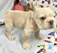 Buzz, a male French Bulldog for sale in Fort Lauderdale, FL – Photo 10 of 10