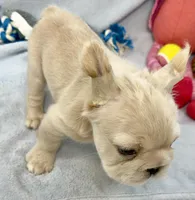 Buzz, a male French Bulldog for sale in Fort Lauderdale, FL – Photo 3 of 10