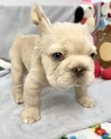 Buzz, a male French Bulldog for sale in Fort Lauderdale, FL – Photo 7 of 10