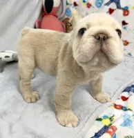 Buzz, a male French Bulldog for sale in Fort Lauderdale, FL – Photo 6 of 10