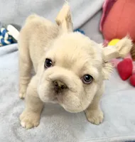 Buzz, a male French Bulldog for sale in Fort Lauderdale, FL – Photo 2 of 10