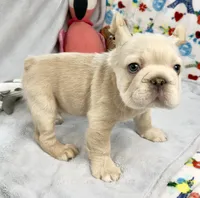 Buzz, a male French Bulldog for sale in Fort Lauderdale, FL – Photo 8 of 10