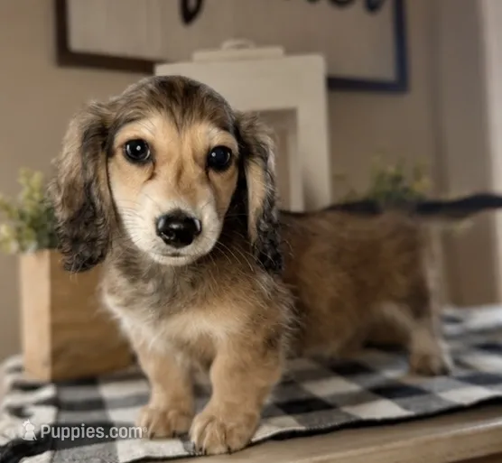 Red collar – Miniature Dachshund puppy for sale in Wylie, TX