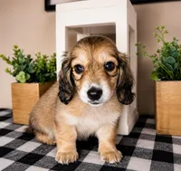 Yellow collar, a male Miniature Dachshund for sale in Wylie, TX – 4 of 4