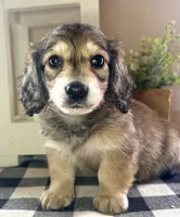 Red collar, a male Miniature Dachshund for sale in Wylie, TX – 3 of 7