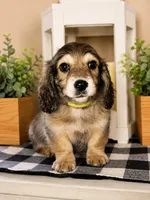 Green collar, a male Miniature Dachshund for sale in Wylie, TX – 2 of 4