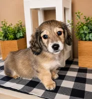 Blue collar, a male Miniature Dachshund for sale in Wylie, TX – 4 of 5