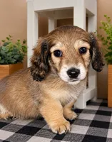 Blue collar, a male Miniature Dachshund for sale in Wylie, TX – 2 of 5
