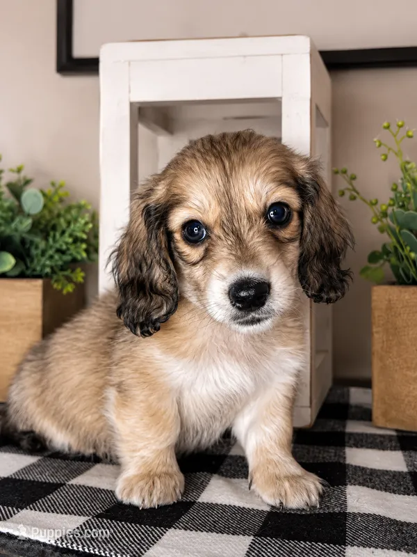 Yellow collar – Miniature Dachshund puppy for sale in Wylie, TX